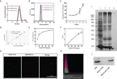 Folate-modified erythrocyte membrane nanoparticles loaded with Fe3O4 and artemisinin enhance ferroptosis of tumors by low-intensity focused ultrasound